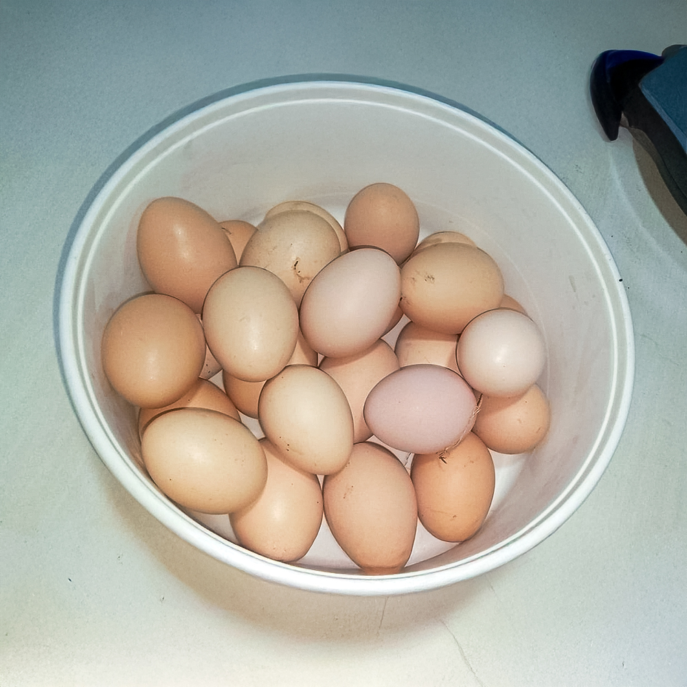 Huevos