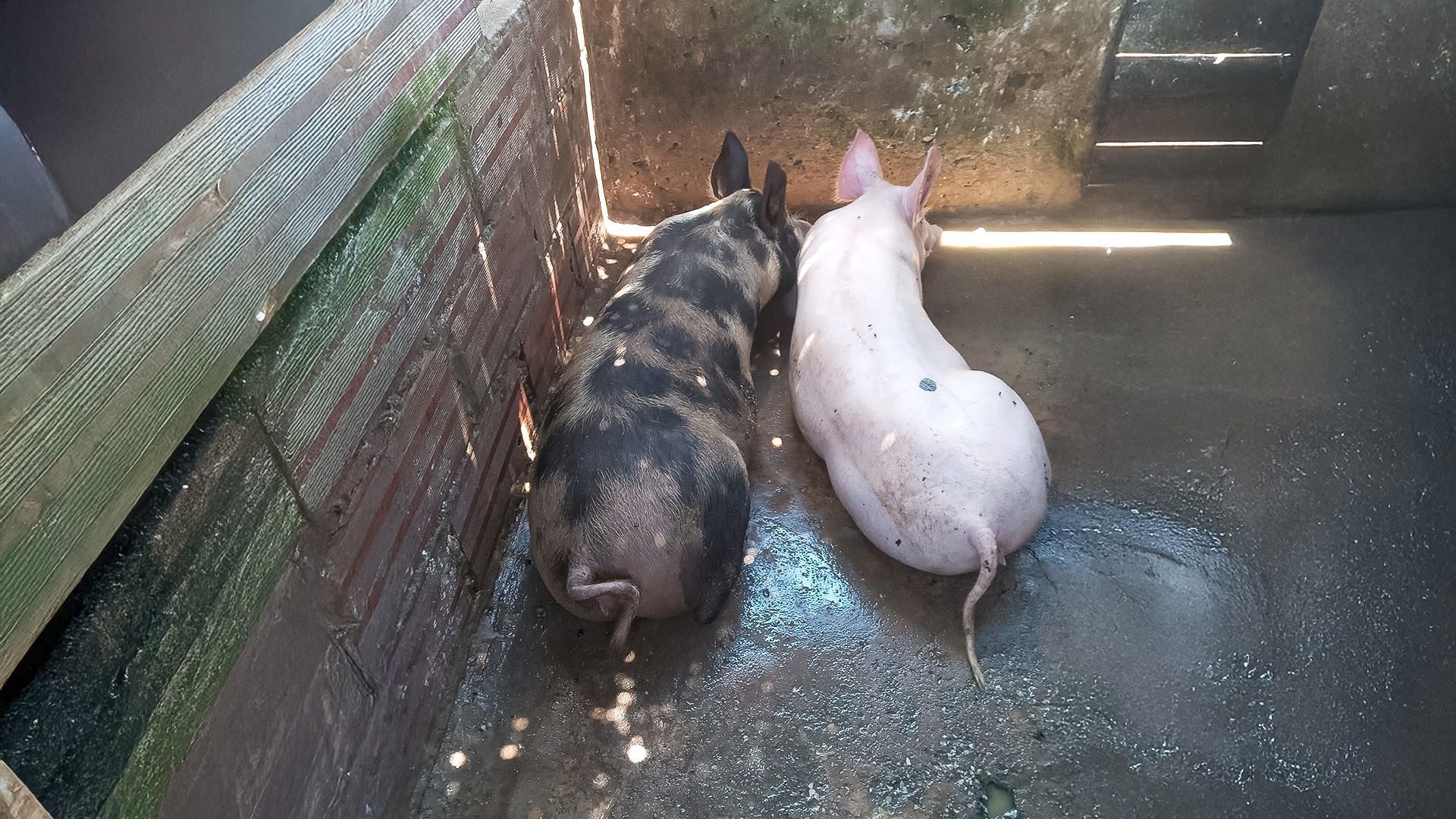 Lechones