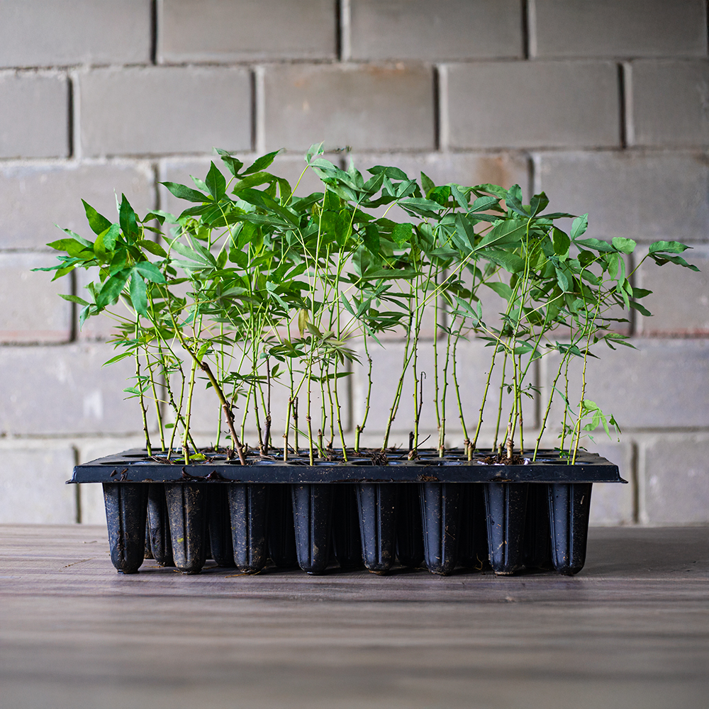 Plantas